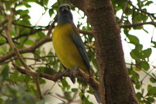 Pipraeidea bonariensis - Furchentangare